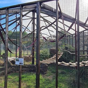 Lesser spot-nosed guenon exhibit, Hamerton Zoo