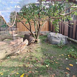 White nosed coati exhibit, Hamerton