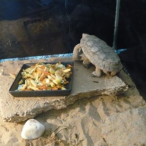 Pancake tortoises (Malacochersus tornieri)