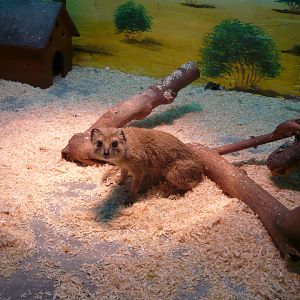 Yellow mongoose