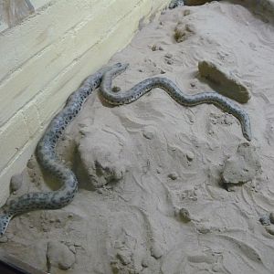 Desert sand boas (Eryx miliaris)