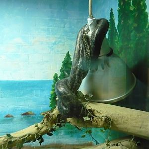 Yellow anaconda (Eunectes notaeus)