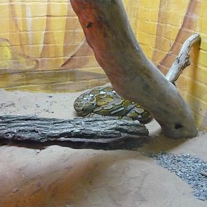 Reticulated python (Malayopython reticulatus)