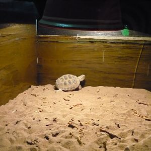 Russian tortoise (Testudo horsfieldii)