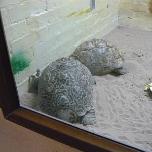 Leopard tortoises (Stigmochelys pardalis)