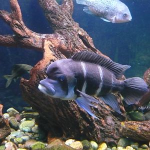Humphead cichlid