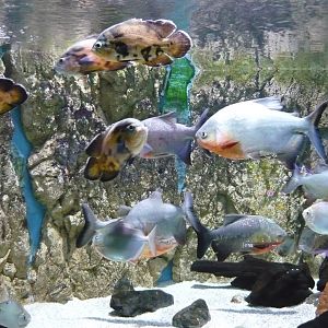 Piranha and oscar cichlid tank