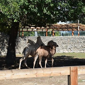 Bactrian camels