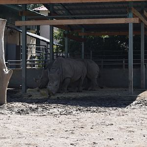 White rhinos