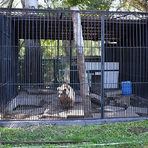 Brown bear cage