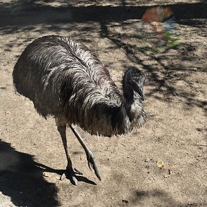 Emu