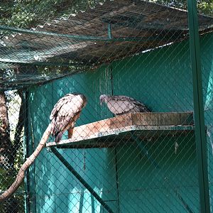 Eurasian griffon vultures