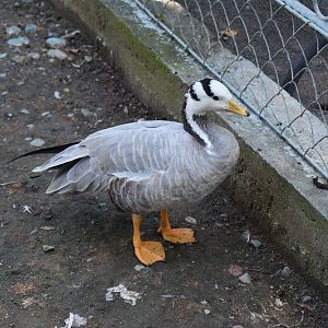 Bar-headed goose