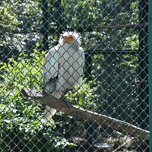 Egyptian vulture