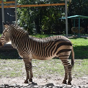 Mountain zebra