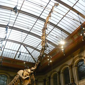 Giraffatitan brancai skeleton