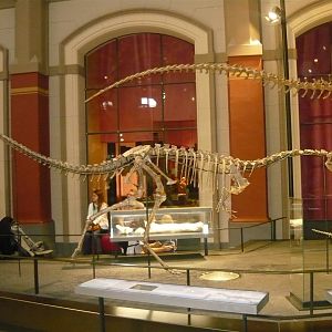Elaphrosaurus bambergi skeleton