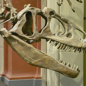 Allosaurus skull (cast)