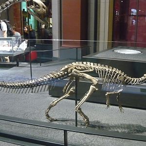 Dysalotosaurus lettowvorbecki skeleton