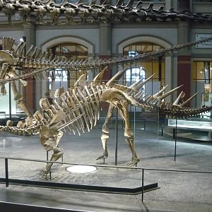 Kentrosaurus aethiopicus skeleton