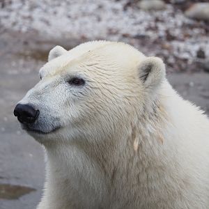 Polar bear (Ursus maritimus), 2022-09-14