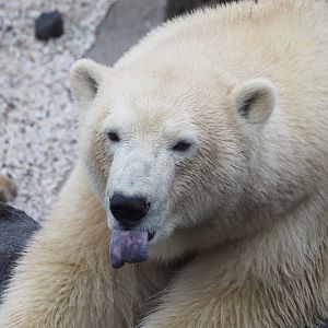 Polar bear (Ursus maritimus), 2022-09-14