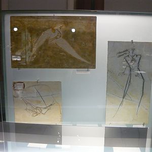 Solnhofen pterosaur fossils
