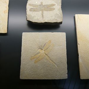 Solnhofen fossil dragonflies