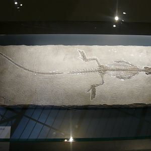 Homoeosaurus maximiliani