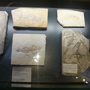 Homoeosaurus maximiliani