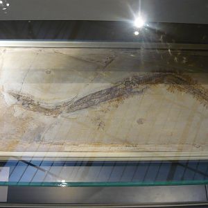 Pleurosaurus goldfussi