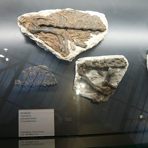 Jurassic crocodylomorph fossils