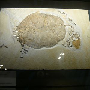 Palaeomedusa testa