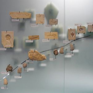 Various Jurassic fossils