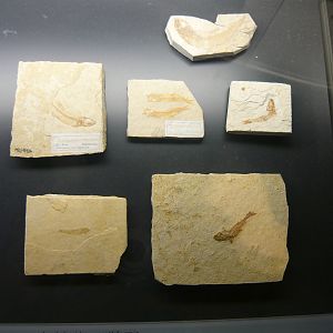 Fossil fishes