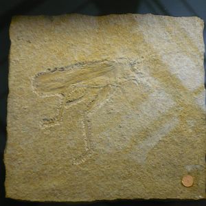 Jurassic orthopteran