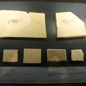 Solnhofen fossil decapodans