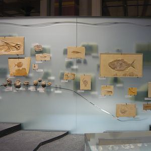 Various Jurassic fossils