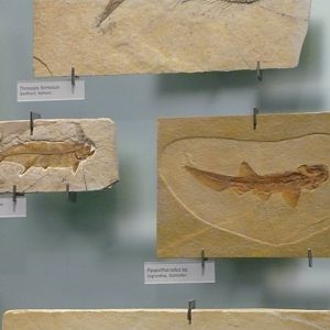 Thrissops subovatus and Paraorthacodus sp.