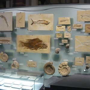 Various Jurassic fossils