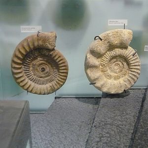 Perisphinctes ammonites