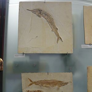 Aspidorhynchus acutirostris and Furo microlepidotus
