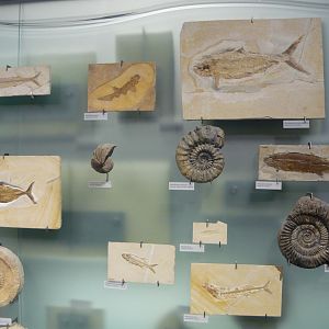 Various Jurassic fossils