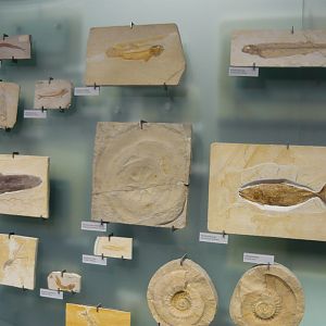 Various Jurassic fossils