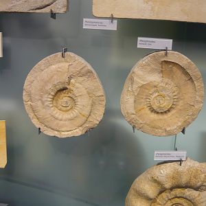 Perisphinctes ammonites
