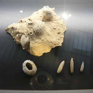 Sea urchin fossils