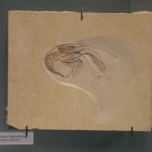 Mecochirus longimanatus