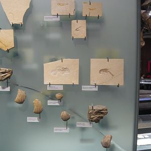Various Jurassic fossils