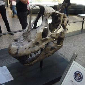 Giraffatitan brancai skull