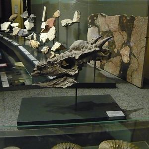 "Stygimoloch spinifer" skull